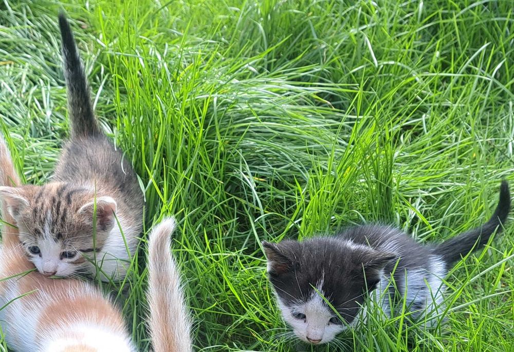 Oddam kotki za darmo