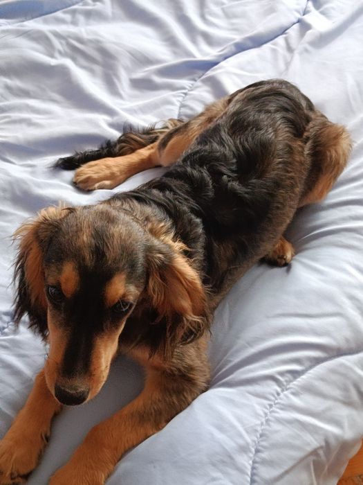 Cockapoo Śliczny Chłopczyk
