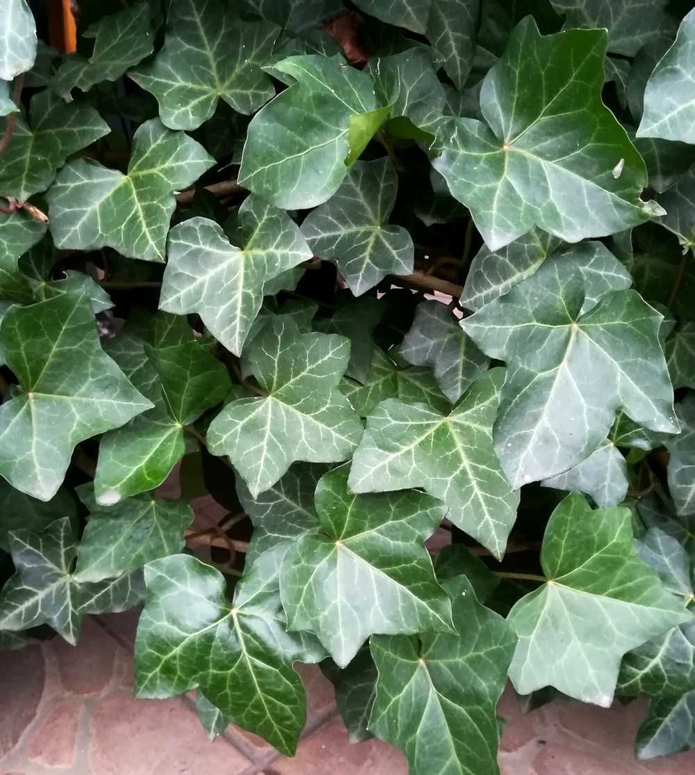 Bluszcz Pospolity 'Atropurpurea' - Hedera Helix (18)