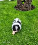 Szpic Miniaturowy pomeranian suczka