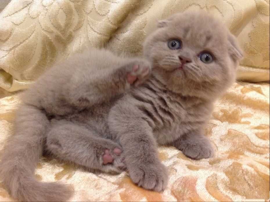 Висловухий хлопчик