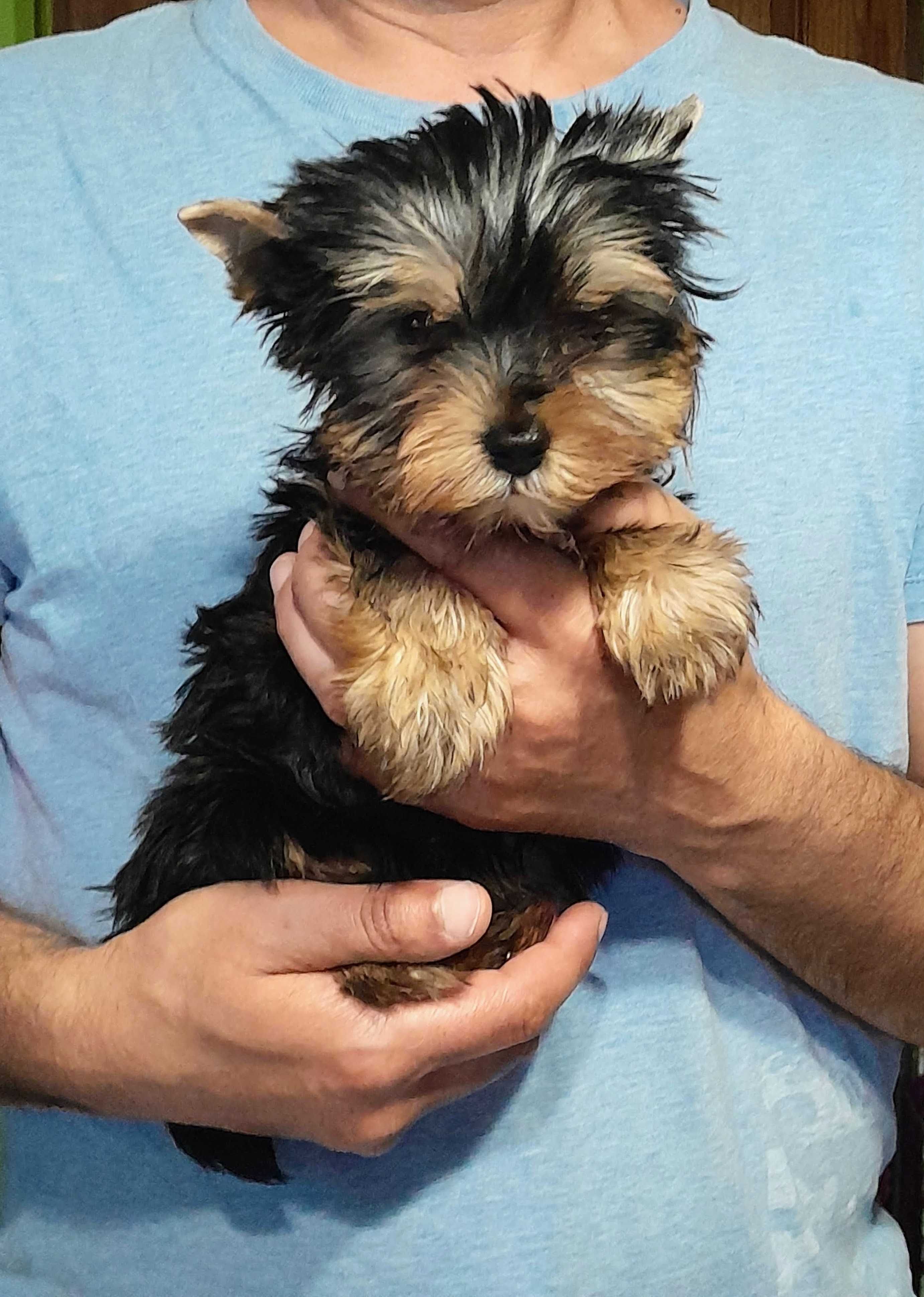 Yorkshire Terrier ZKwP (FCI) piesek