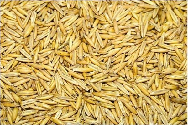 Продам овес урожай 2025р