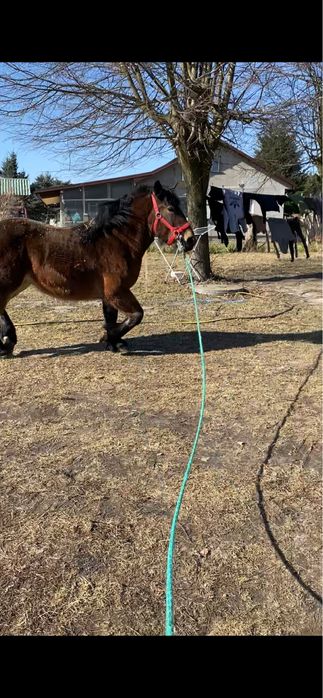 Klacz rasy Polski Koń Zimnokrwisty