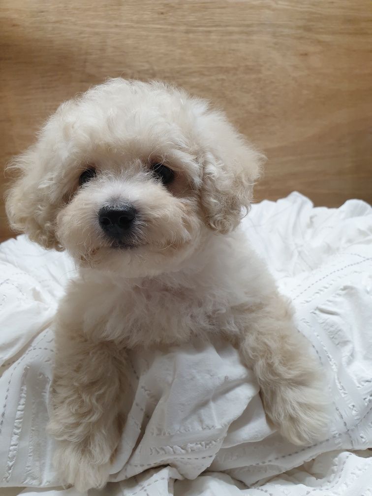 Poochon/ Bichpoo/ Bichon/ Pudel. Chłopczyk.