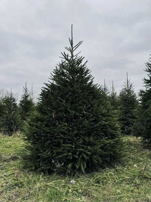 Swierk pospolity formowany 1.80-2.50 jodla kaukaska choinki