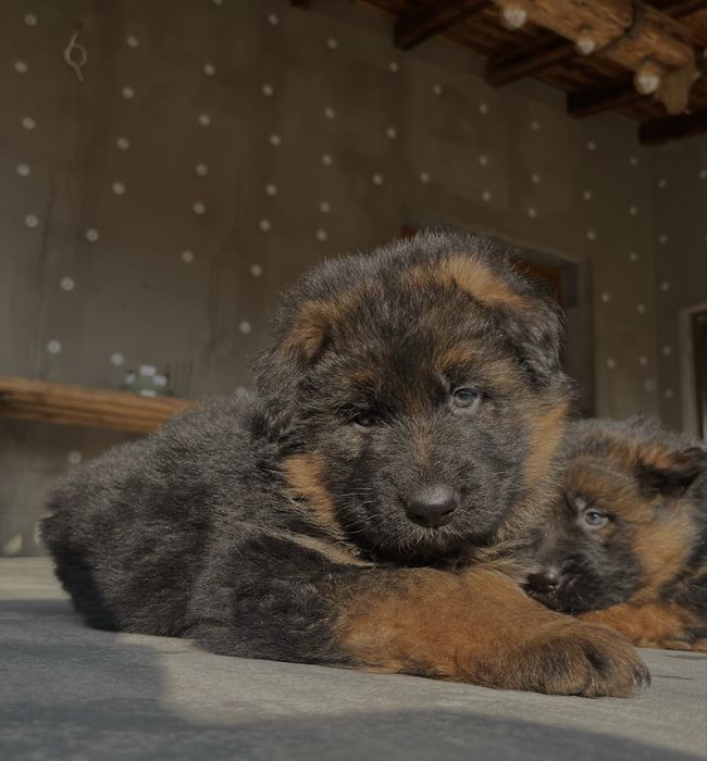 Owczarek niemiecki szczeniak pies