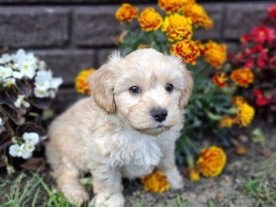 Maltipoo z metryką