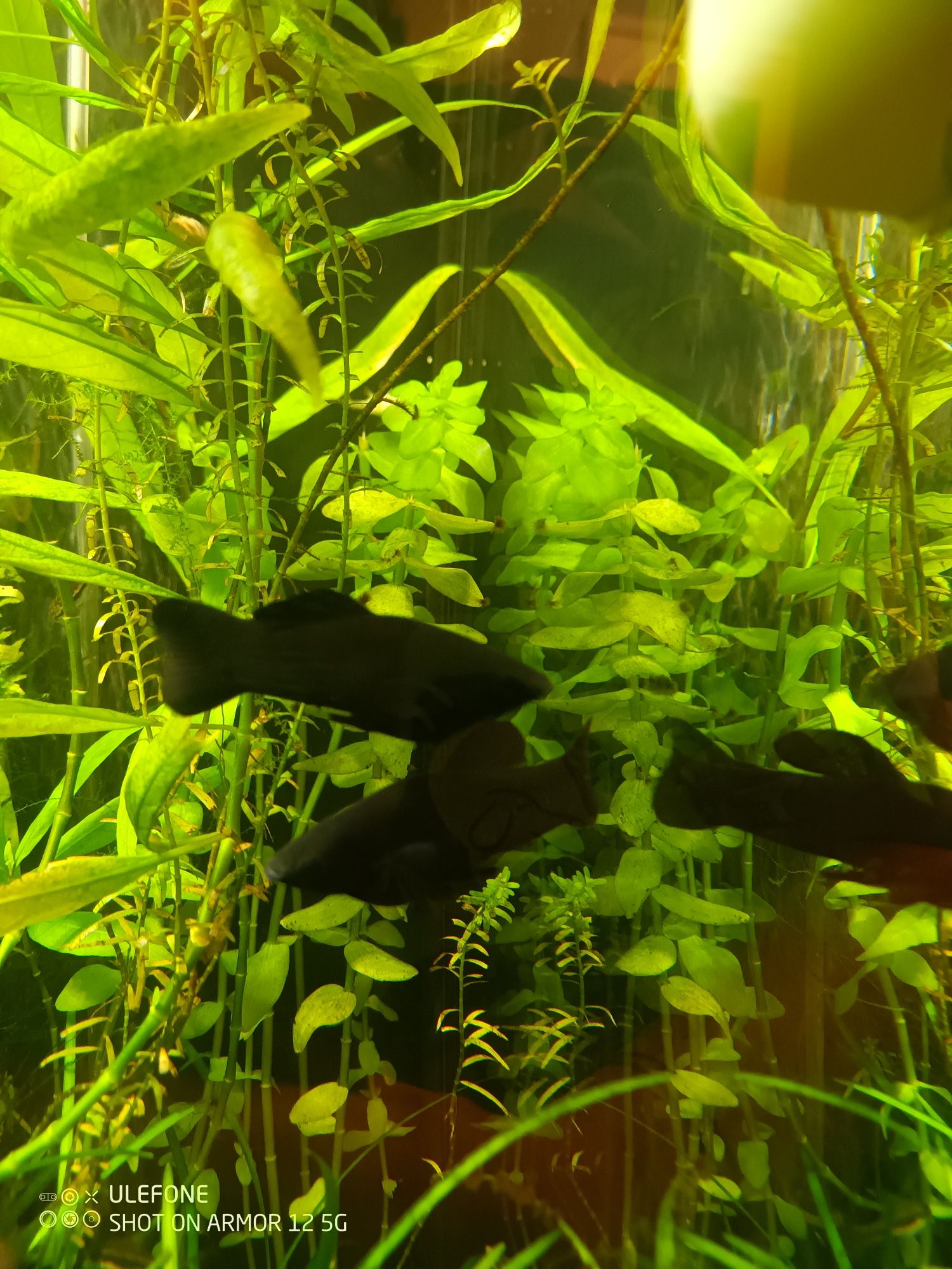 Molinezje Black Molly