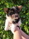 Yorkshire Terrier Biewer