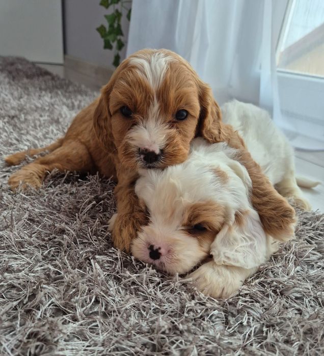 Cavapoo F1 Cavalier- Pudel