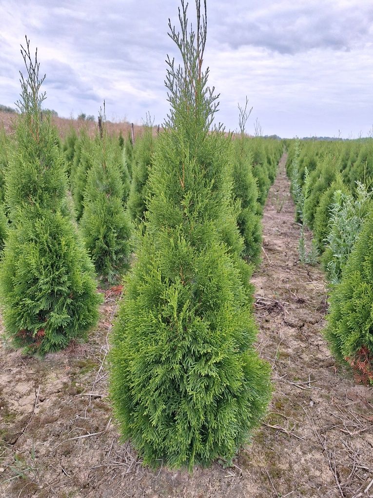 Sprzedam Thuja Szmaragd