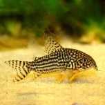 Kirys sterbai / sterby  (Corydoras sterbai) WYSYŁKA AKWAWIN