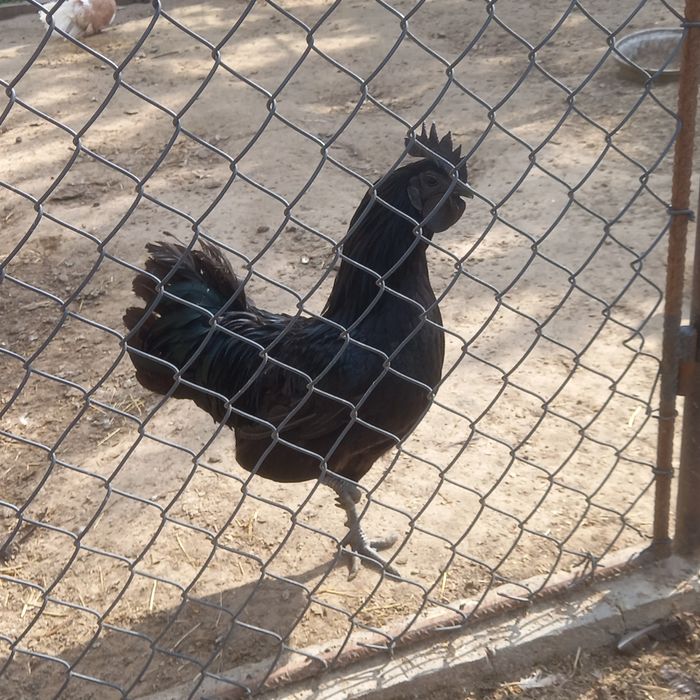 Ayam Cemani pary