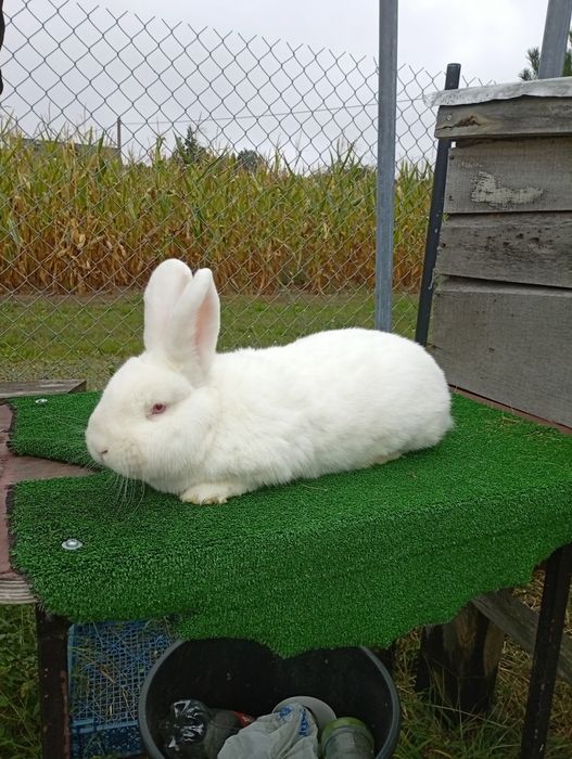 Nowozelandzki biały z rodowodem