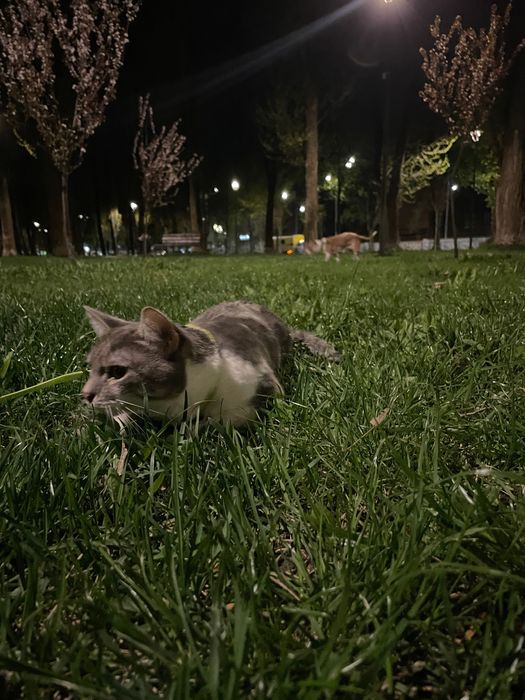 Котик, 1 рік терміново