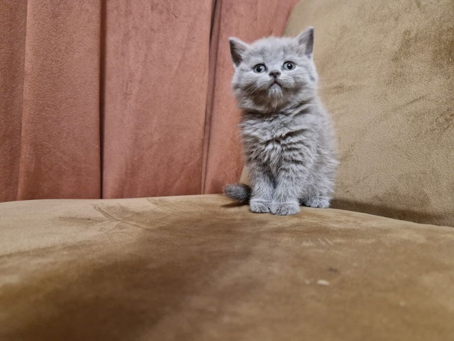 Kotek brytyjski krótkowłosy niebieski z rodowodem