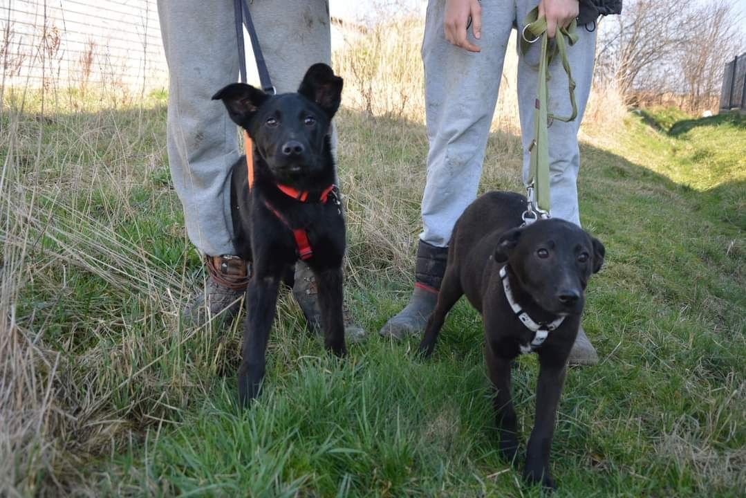 Młody piesek w typie labradora szuka domu - szczeniak do adopcji