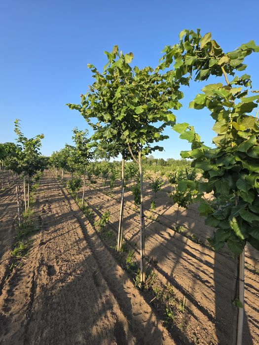Lipa drobnolistna donica goły korzeń. Hurt detal