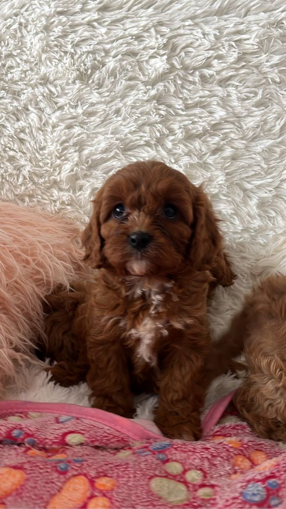 Cavapoo (cavalier + pudel)sunia