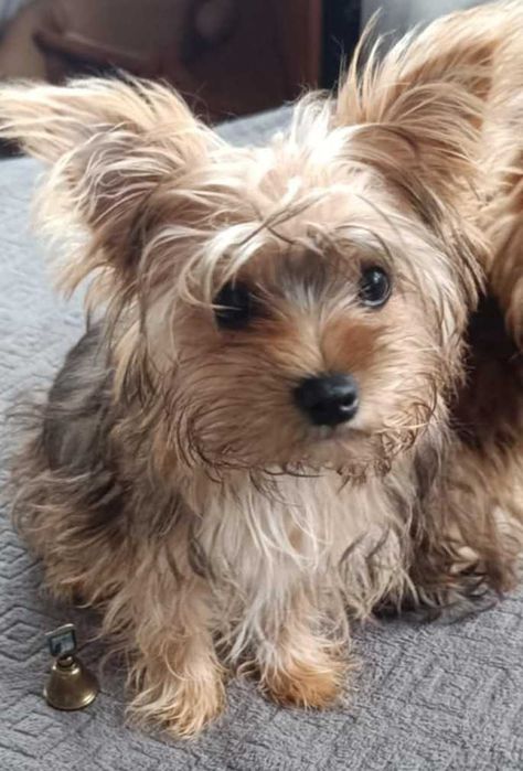Yorkshire terrier