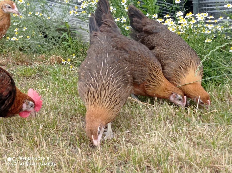 Zielononóżki kurki młode nioski Rossa leghorn
