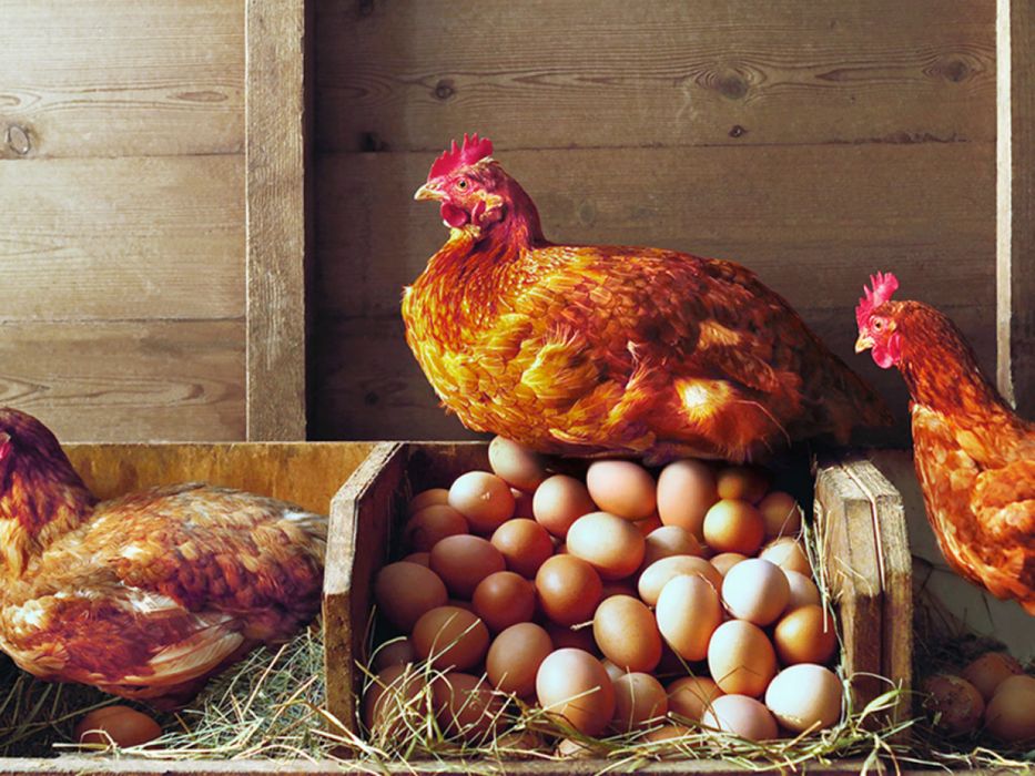 Vendo ovos caseiros de galinhas criadas ao ar livre