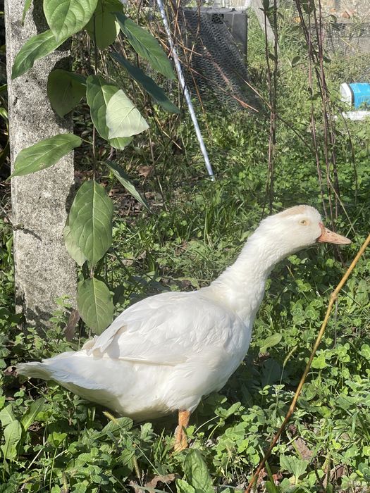 Vende-se pato caseiro