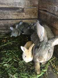 Кролики , кроль,  кролі , кроленята  , 150 грн за штуку