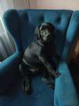Zaginął młody labrador