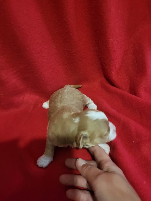 Maltipoo piesek zapraszam