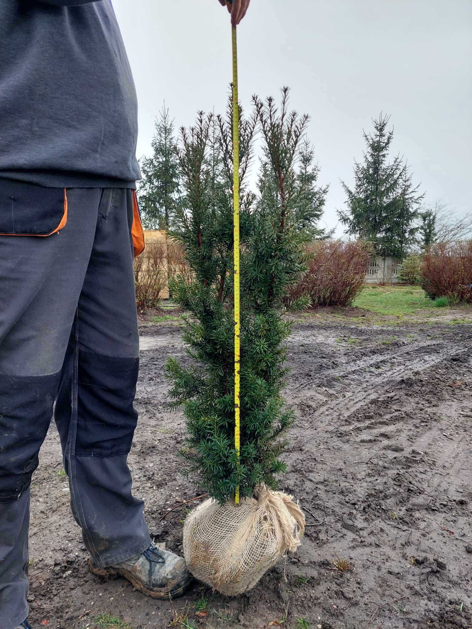 Cis 'Hicksii' na żywopłot