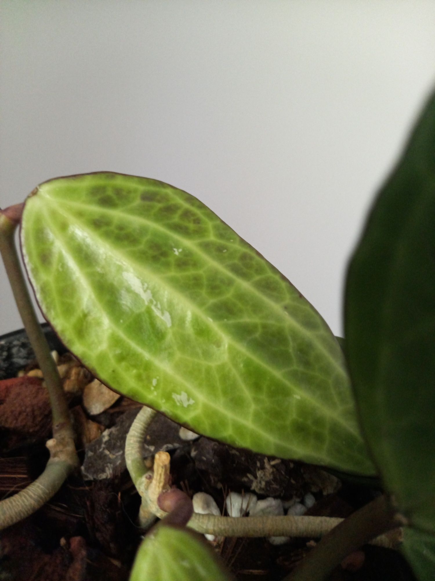 Hoya Macrophylla dwie sadzonki
