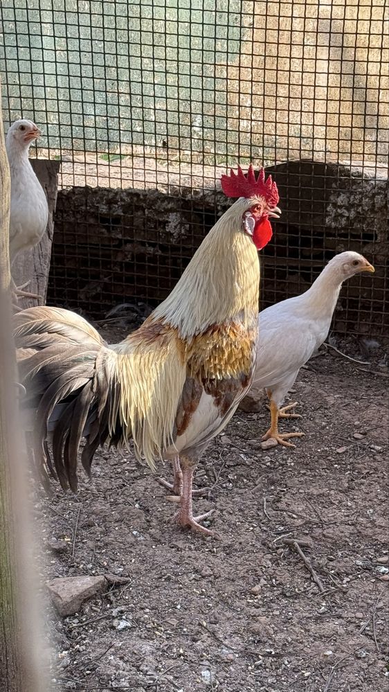Galos  leghorn isabella
