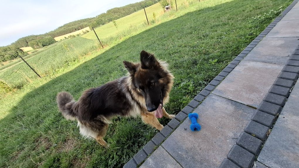 Oddam w dobre ręce owczarka niemieckiego