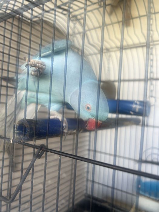 Ring nec novo com viveiro