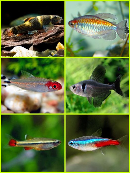 Aquasousa.com - Tetras, Guppys, Corydoras, Neons e muito muito mais...