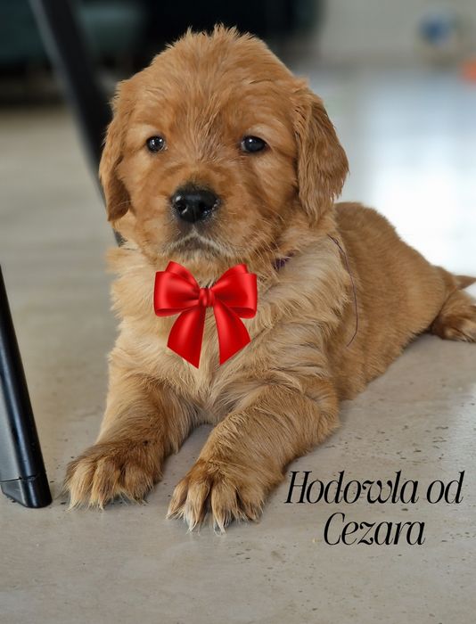 Szczeniaki samce Ciemno Złote/ rude Golden Retriever