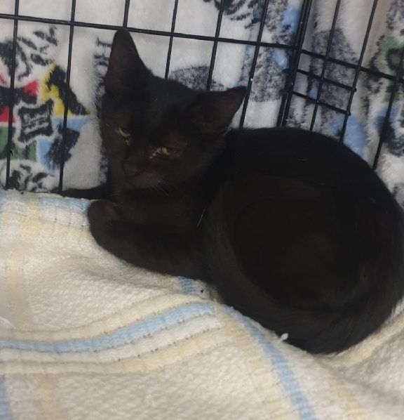 Dá se gatinho para adoção responsável
