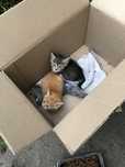 Котята бесплатно 1 месяц