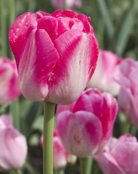 Wyprzedaż tulipanów