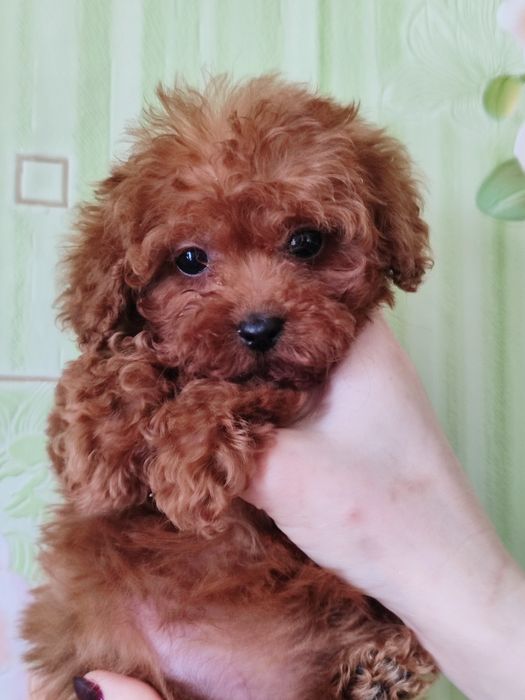 Бусинки той Пудель