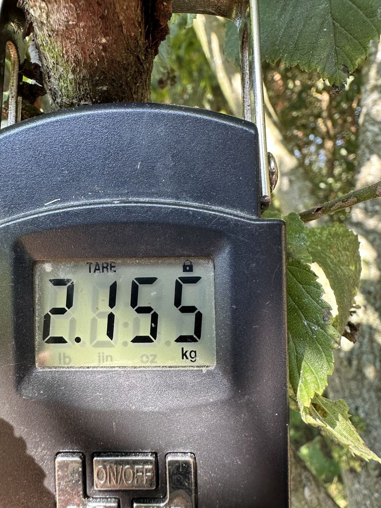 Królik BOS mlode 2,15 kg