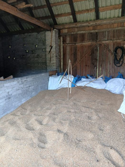 Pszenica tegoroczna Sfera i pszenżyto Belcanto