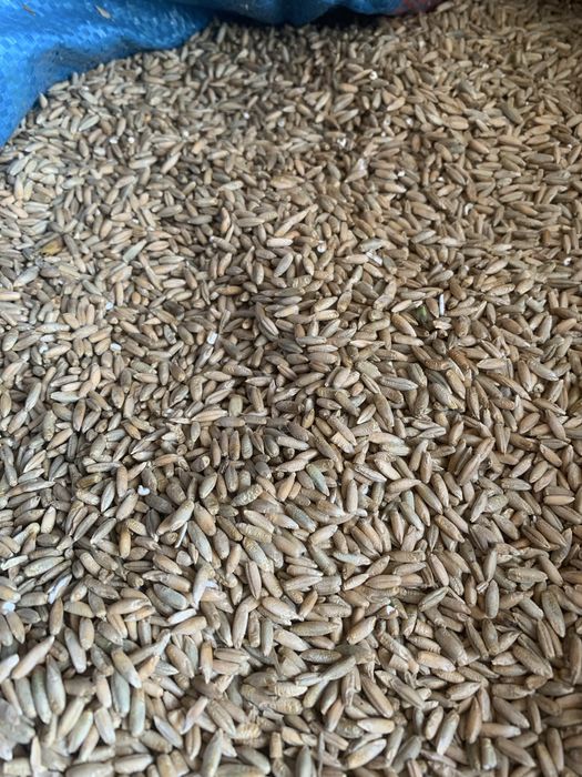 ŻYTO 11,5m 75zl/metr