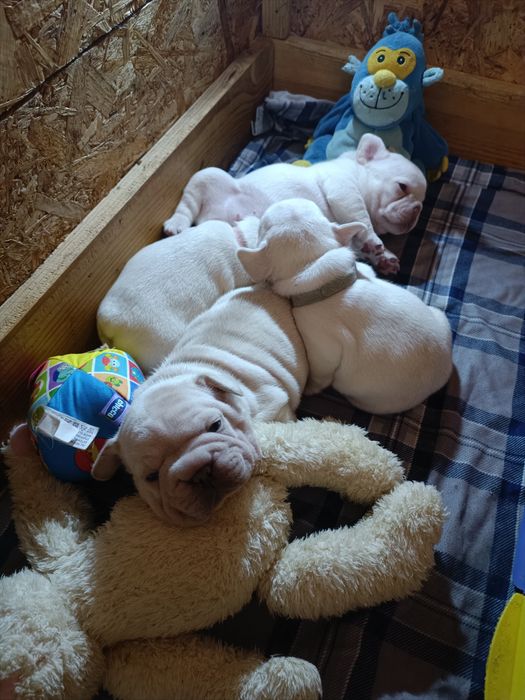 Вільні малюки одна дівчинка і хлопчик Бігроп