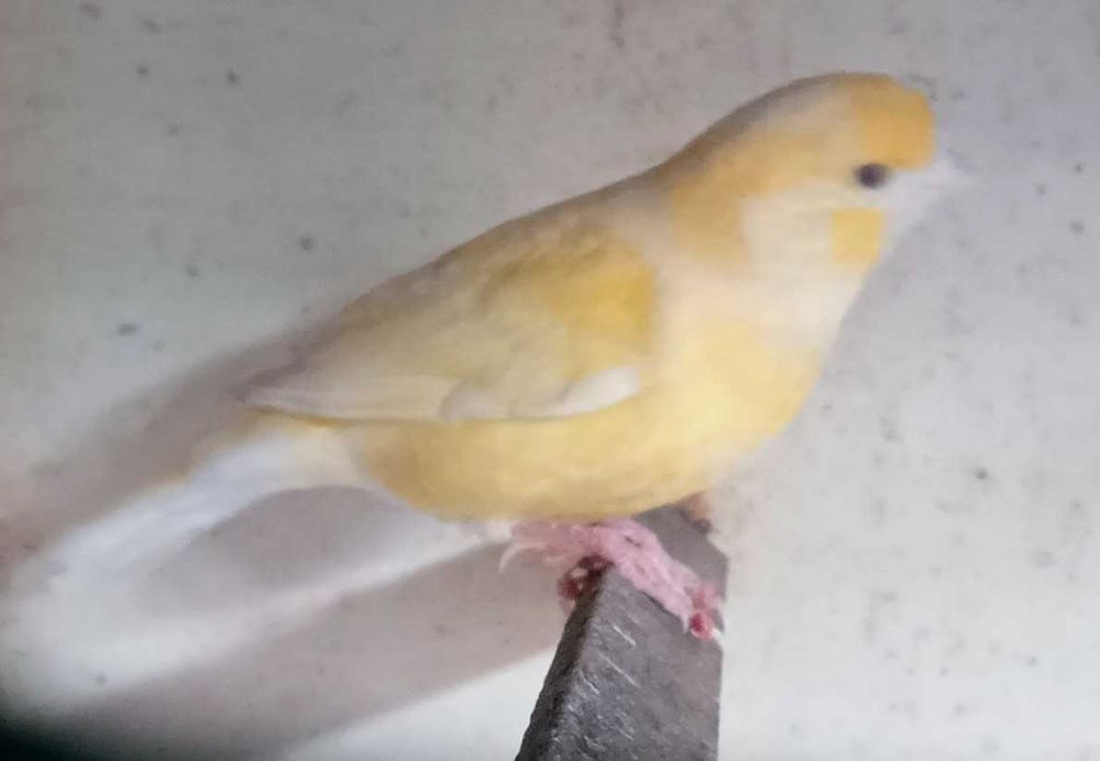 Canários, vários tipos e raças