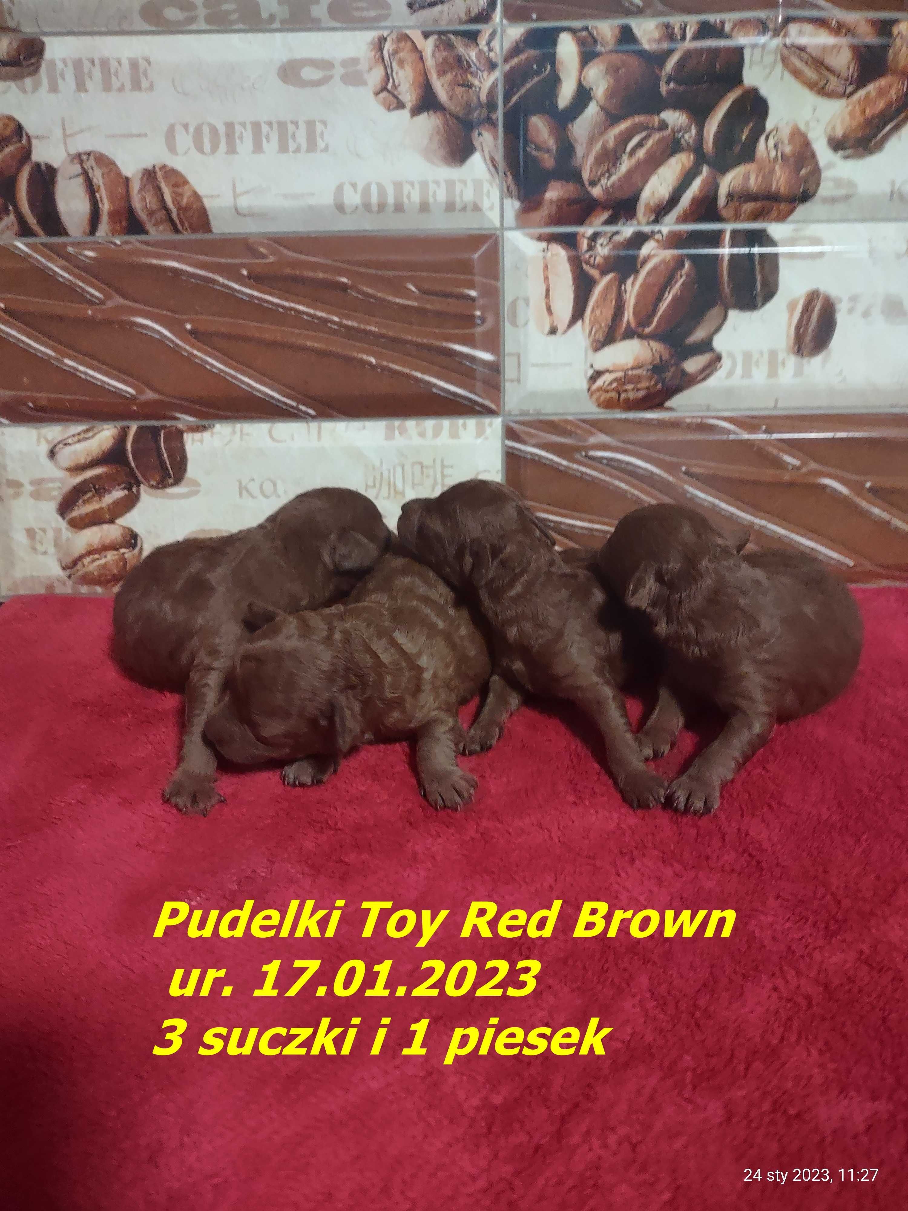 Reproduktor Pudel Toy Red Brown 1.80kg, 2.60kg  CHINY FCI