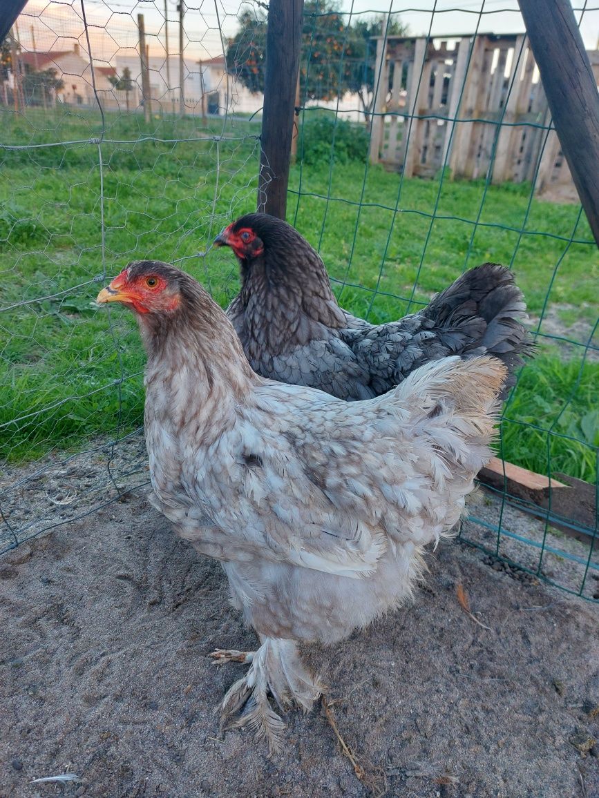 Galinhas Brahmas