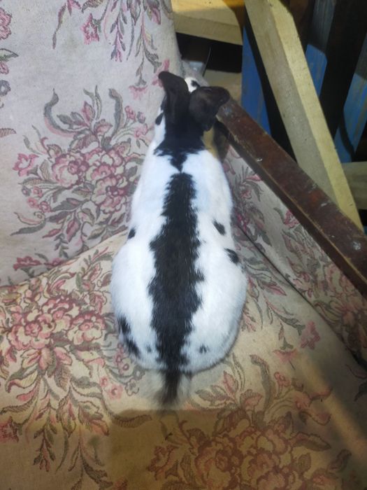 Кроличка породи Німецький строкатий велетень